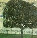 Gustav Klimt Fine Art Poster Print Apple Tree 2