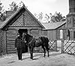 Union Horse 'Major G' and Attendant, 1865 - 16x20 Photographic Print from the Library of Congress Collection