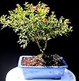 Dwarf Pomegranite Bonsai Tree by Sheryls Shop