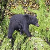 VWPics Animals - Black Bear cub climbs over rocks at low tide to catch crabs to eat.Vancouver Island,British Columbia - Mouse Pads