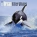 Orcas, Killer Whales 2015 Wall Calendar