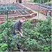 Two Wests Deluxe 6' High Fruit Cage 6' x 24'