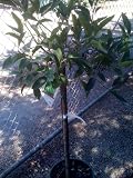 Bearss Lime Tree Five Gallon Topiary by Monrovia Growers