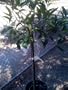 Bearss Lime Tree Five Gallon Topiary by Monrovia Growers
