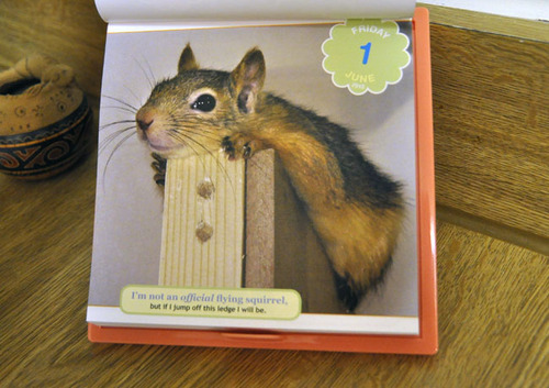 Cute Overload 2012 Page-a-Day Calendar [Calendar]