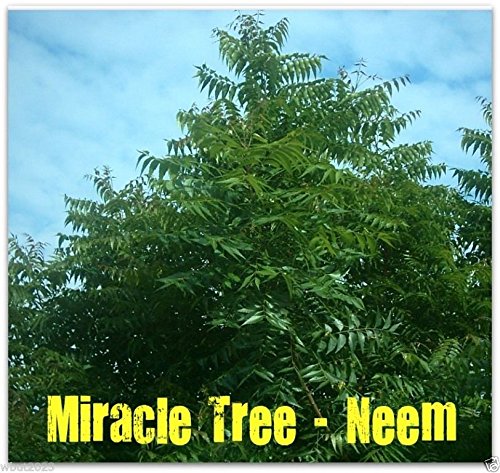 5 Seeds Neem Plant Seed (Azadirachta Indica)fast-growing-leaves, Fruits, Seeds Are Edible