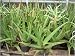 echte Aloe Vera (Saatgut, Samen)
