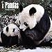 Pandas 2015 Wall Calendar