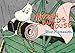 Moomin Builds a House (Moomin Colors)