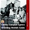 Winning Welsh Cobs/Cobiau Campus Cymru