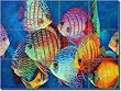 "Curious Discus" by Micheline Hadjis - Artwork On Tile Glass Wall Floor Mural 18" x 24" Kitchen Shower Backsplash