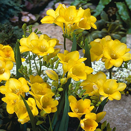 Freesia single yellow - 20 flower bulbs Freesia single yellow - 20 flower bulbs