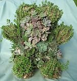 Teddy Bear Succulant Topiary - 13