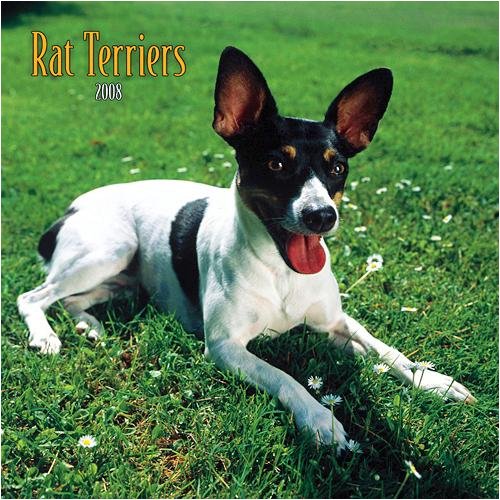 Buy Rat Terriers Wall – 2008 Calendar