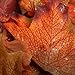 Factory Direct Craft Autumn Splendour Artificial Maple Leaves Accented with Copper Glitter for Fall Decorating