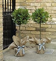 Pair of Bay Trees