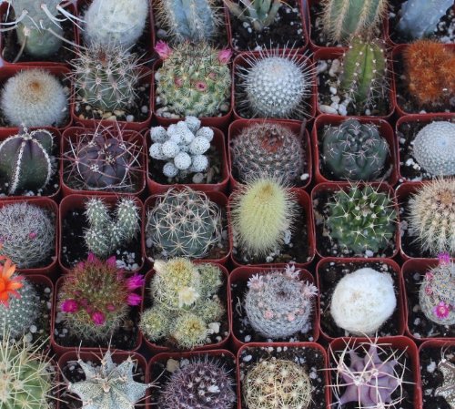 9 Gorgeous Cactus Collection 9 Gorgeous Cactus Collection