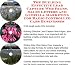 Book The Guerilla Marketing, Building Effective Lead Capture Web Pages, Sales Letters for Radio Controlled Cars Businesses