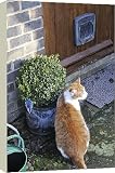 Canvas Prints of JD-20867 CAT. Cat sitting by a plant pot outside its cat flap from Ardea Wildlife Pets