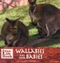 Wallabies and Their Babies (Zoo Life Book)