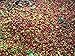 Bali Blue Moon Organic, Rain Forest Alliance, Whole Bean Coffee (Unroasted Green Beans, 5 pounds Whole Beans)