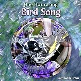 One Hour Long Bird Song