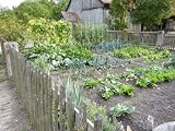 Organic Food Gardening Beginners Guide- Growing Organic Vegetables Explained!