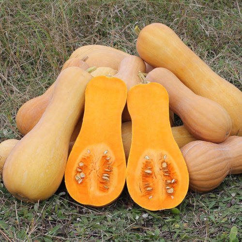 Organic Waltham Butternut Squash Seeds: Non-GMO, Certified Organic Heirloom Seed Packet Organic Waltham Butternut Squash Seeds: Non-GMO, Certified Organic Heirloom Seed Packet