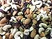 Farm Fresh Nuts Men's Health and Energy Raw/Natural Trail Mix (1 LB)