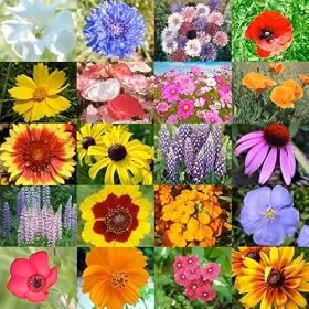 Burst of Bloom Wildflower Seed Mix - 1,000 Seeds