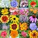 1,000 Seeds, Wildflower Mixture 