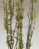 Coastal Range Moss Branches 3-4 Ft, Pack of 5