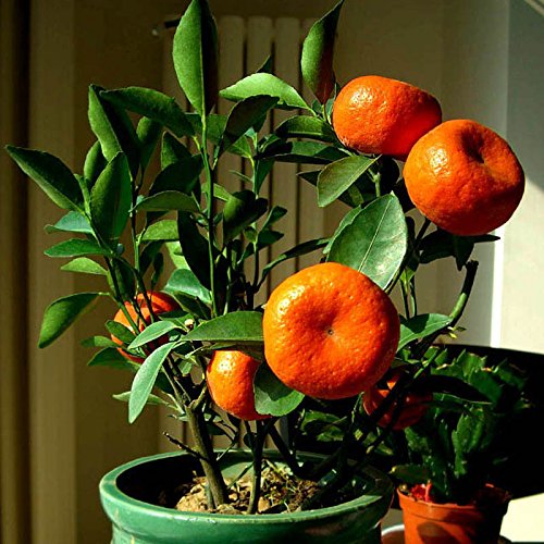 Bonsai Orange Fruit Tree Plant Seeds Sold By Variety House Price In India Buy Bonsai Orange Fruit Tree Plant Seeds Sold By Variety House Online Gludo Com