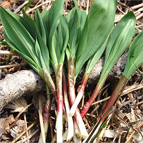 北海道産 山菜 天然 行者にんにく(1kg入り) 北海道産 山菜 天然 行者にんにく(1kg入り)
