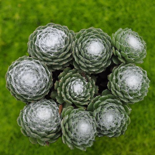 Miniature Fairy Garden Sempervivum arachnoideum, Red Cobweb, Hens and Chicks