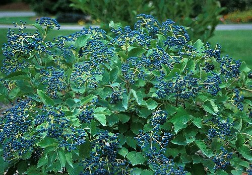 Blue Muffin® Arrowwood Viburnum Shrub - Hardy/Showy - Proven Winners Blue Muffin® Arrowwood Viburnum Shrub - Hardy/Showy - Proven Winners