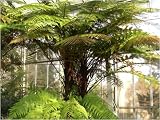Eigenschaften Seedeo  / Antarktische Baumfarn (Dicksonia antarctica) ca. 6000 Sporen inkl. Anzuchtsubstrat