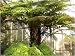 Antarktische Baumfarn (Dicksonia antarctica) ca. 6000 Sporen inkl. Anzuchtsubstrat