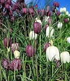 Amazon / Hirts: Seed; Perennial: Guinea Hen 30 Seeds - Fritillaria - Perennial