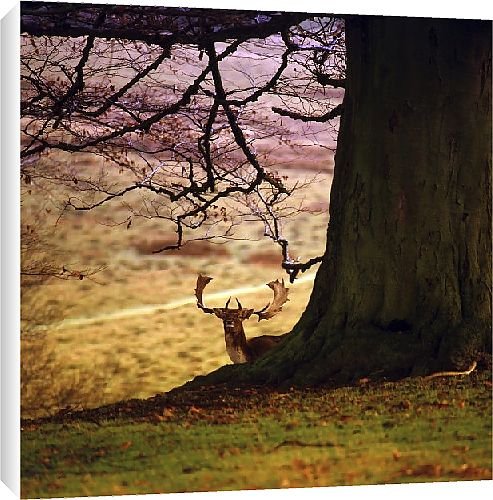 Canvas Prints of Deer park from Country Life 