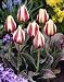 Unwins Bulbs - Tulip Dwarf Donna Bella 6 prepacked bulb(s)