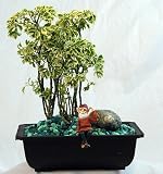 Johann the Sitting Gnome Bonsai - With Live Ming Tree