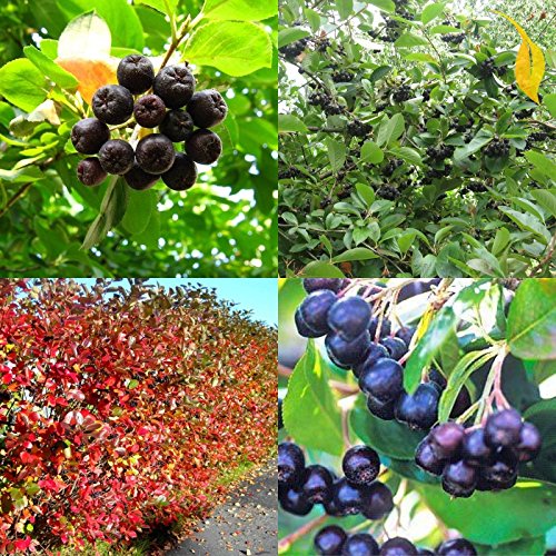 Black Chokeberry Aronia Melanocarpa 200 Seeds