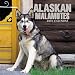 Alaskan Malamutes 2001 Calendar