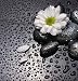 Black Stones and White Flower - 18