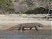 Jigsaw of WAT-14731 Komodo Island - Indonesia. from Ardea