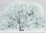 Frosty Tree Holiday Boxed Cards (Christmas Cards, Holiday Cards, Greeting Cards)