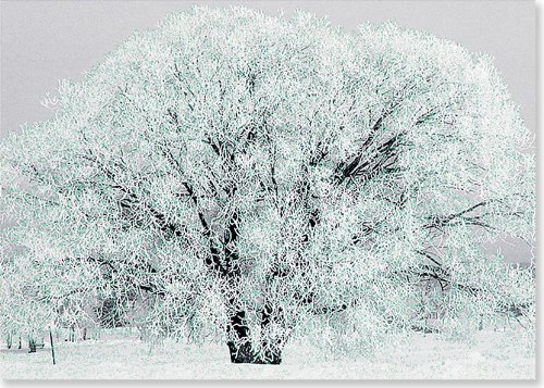 Frosty Tree Holiday Boxed Cards (Christmas Cards, Holiday Cards, Greeting Cards)