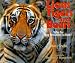 Lions, Tigers, and Bears: Why Are Big Predators So Rare?