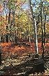 Frameable Art Card for Thanksgiving - Silver birch in autumn woods